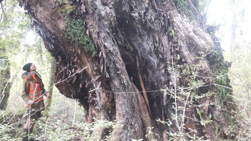 Giant discovery | Forest and Bird